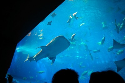 美ら海水族館25