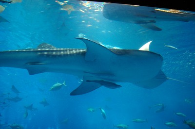 美ら海水族館26