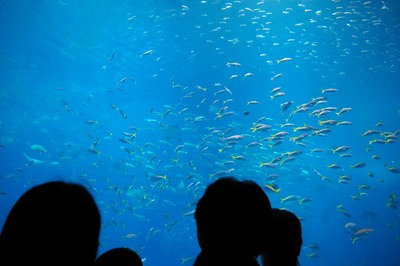 美ら海水族館27