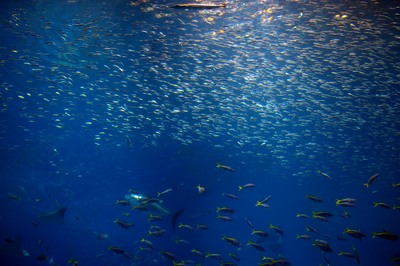 美ら海水族館28