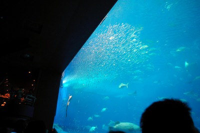 美ら海水族館29