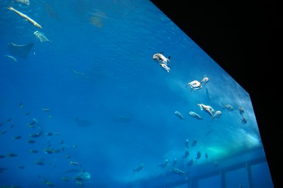 美ら海水族館30