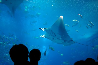 美ら海水族館31