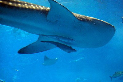 美ら海水族館33