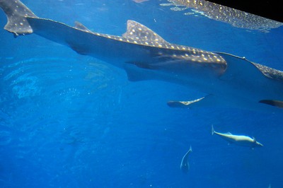 美ら海水族館34