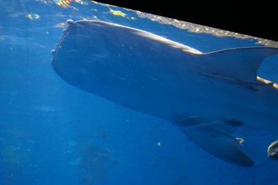 美ら海水族館35