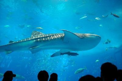 美ら海水族館36