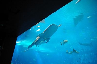 美ら海水族館37