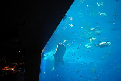 美ら海水族館38