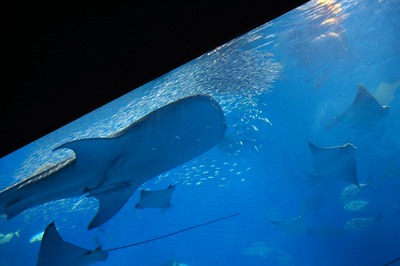 美ら海水族館39