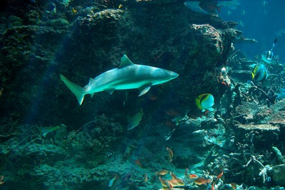 美ら海水族館4