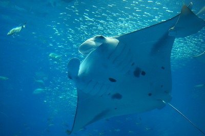 美ら海水族館40
