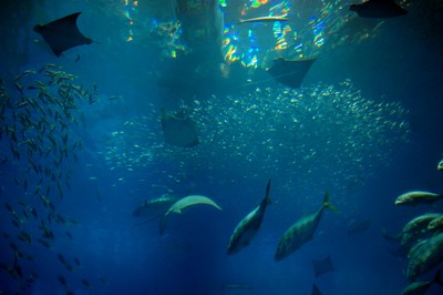 美ら海水族館41