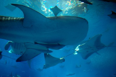 美ら海水族館43