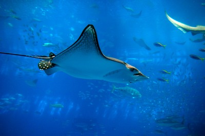 美ら海水族館44