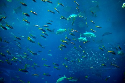 美ら海水族館46