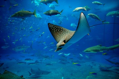 美ら海水族館47