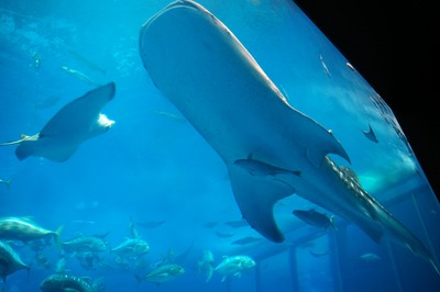美ら海水族館48