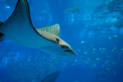 美ら海水族館49