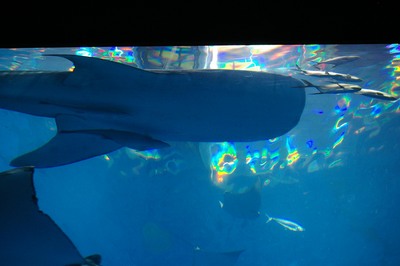 美ら海水族館51