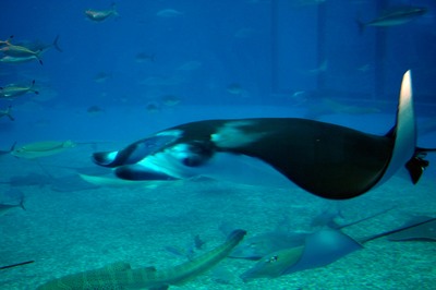 美ら海水族館52
