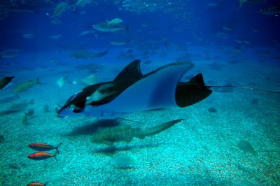 美ら海水族館53