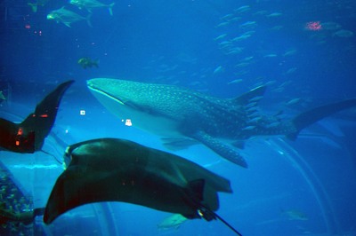 美ら海水族館54