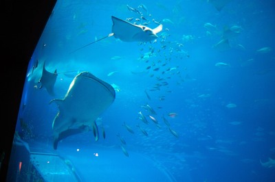 美ら海水族館55