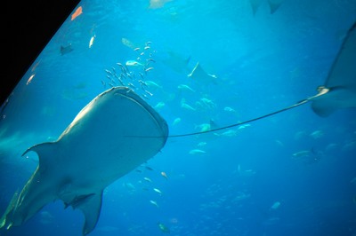 美ら海水族館56