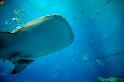 美ら海水族館57