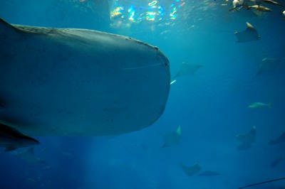 美ら海水族館58