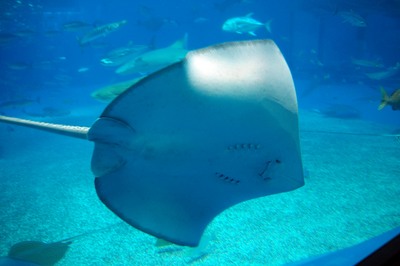 美ら海水族館60
