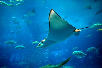美ら海水族館63