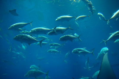 美ら海水族館64