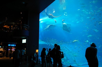 美ら海水族館65