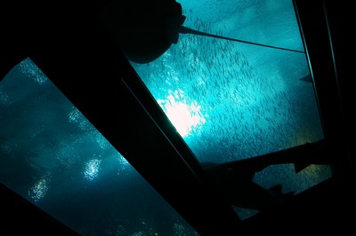 美ら海水族館7