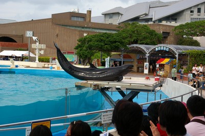 美ら海水族館73