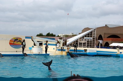 美ら海水族館74