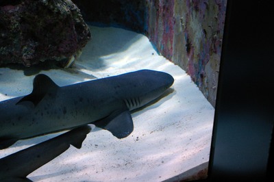 美ら海水族館9