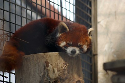 レッサーパンダ