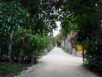 由布島 2008/12/05 12:14:00