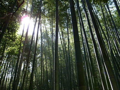 竹のように素直に真っ直ぐ伸びたいものだ。。。