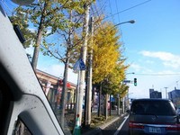 街路樹 2008/11/03 10:18:00