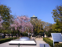 今更だけど内地の桜 2009/05/02 15:58:05