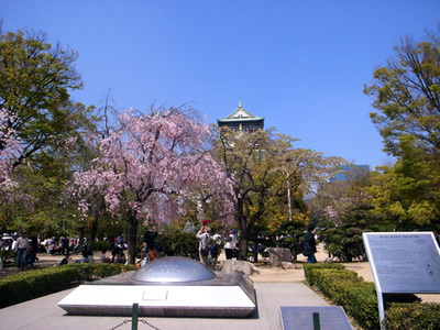 今更だけど内地の桜