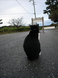 今帰仁でお見送りのネコ