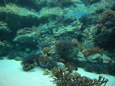 またまたしばらく水族館です。。。１