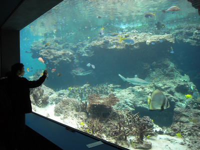 またまたしばらく水族館です。。。３