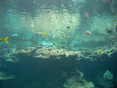 またまたしばらく水族館です。。。４