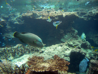 またまたしばらく水族館です。。。６